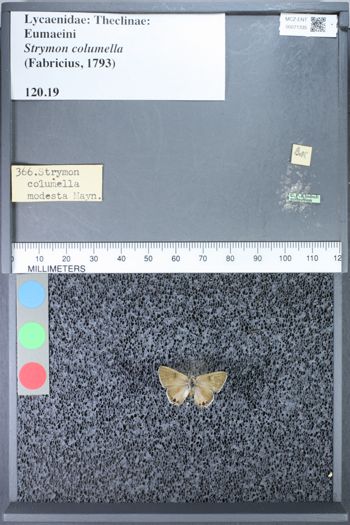 Media type: image;   Entomology 71335